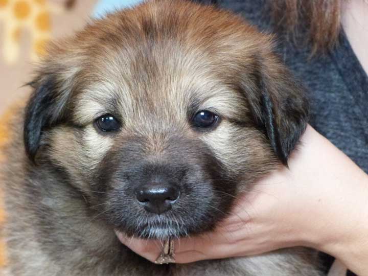 chinook puppy